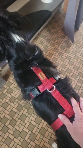 Customer photo review of Comfort Sicherheitsgeschirr, Panikgeschirr