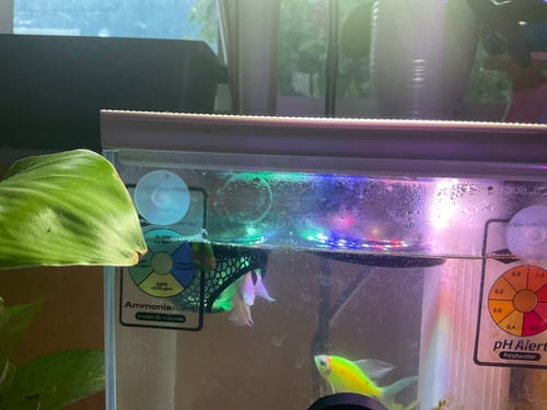 Customer photo review of Super White Dumbo Ear Halfmoon Male Betta Fish