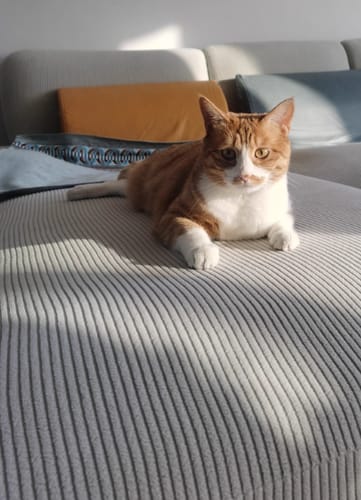 Customer photo review of Jacquard Couch Covers Couch Living Room High Stretch Sofa Cover Pets Dogs Friendly Anti Slip Thickened Slipcovers Furniture Protector