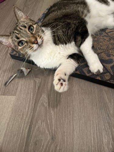 Customer photo review of Mediterranean Tile - Luxury Cat Scratching Board