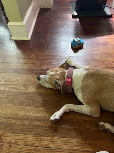 Customer photo review of FurLife™ - 12 Months Flea and Tick Tags for Dogs