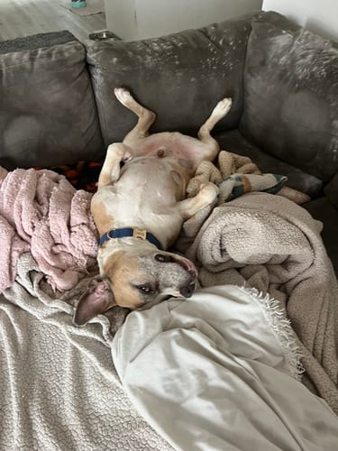 Customer photo review of Vision Clarity/Cataracts Support Formula for Dogs, 30-Day Supply