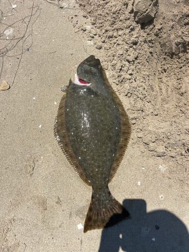 Customer photo review of 9'4" No Excuses Surf Travel Rod with Tube Medium-Heavy Action 3/4oz to 3oz