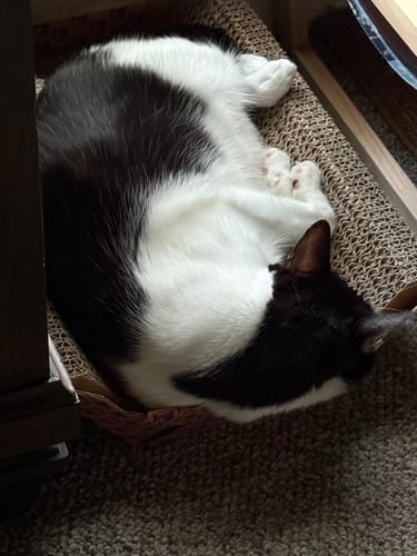 Customer photo review of Aggression and Frustration Reduction - Cats