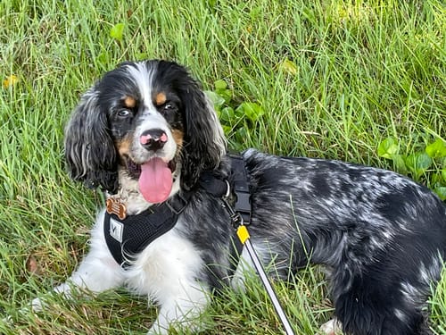 Customer photo review of FIDA AutoBrake Leash