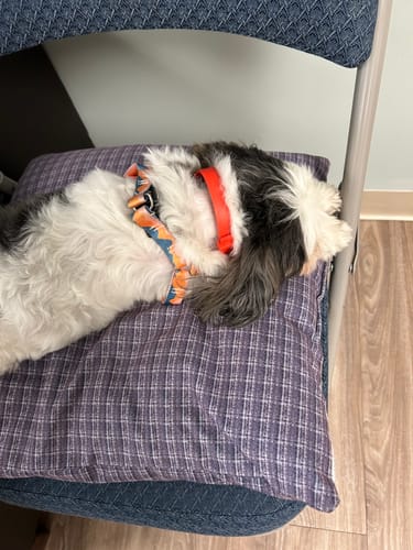 Customer photo review of FurLife™ - 8 Months Flea and Tick Collar for Dogs