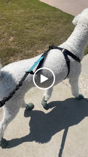 Customer video review of WagWellies® Mojave