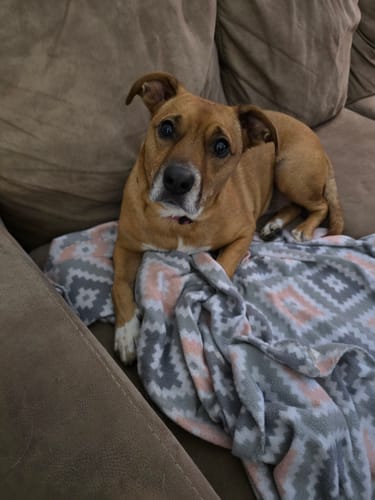 Customer photo review of Probiotic Chews