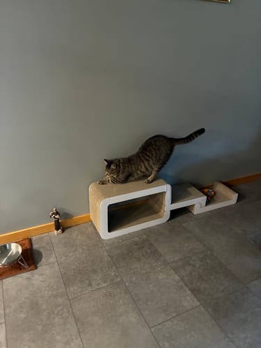 Customer photo review of Cat Trio Lounge