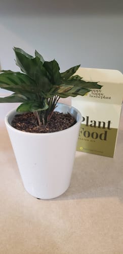 Customer photo review of Plant Food