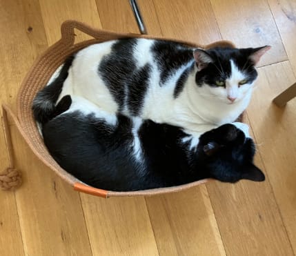 Customer photo review of Instinct Basket | Nature's Safe Space Where Cats Choose to Calm