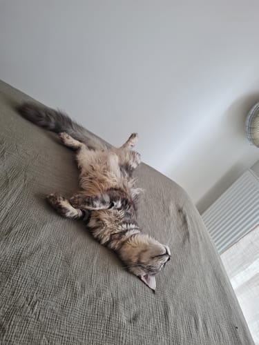 Avis photo d'un client sur Coffret Découverte Chat Adulte - 1kg Croquettes + 8 Pâtées + 3 Probiotiques