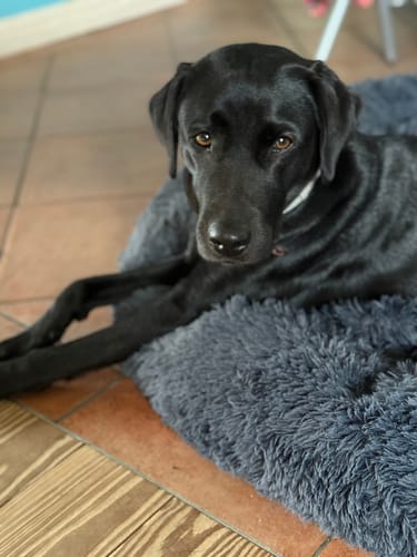 Customer photo review of CALM – NATÜRLICHES BERUHIGUNGSMITTEL HUNDE