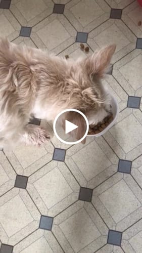 Customer video review of Purina EN Gastrointestinal Wet Adult Dog Food 12 x 400g