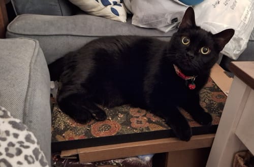 Customer photo review of Flowerbed - Luxury Cat Scratching Board