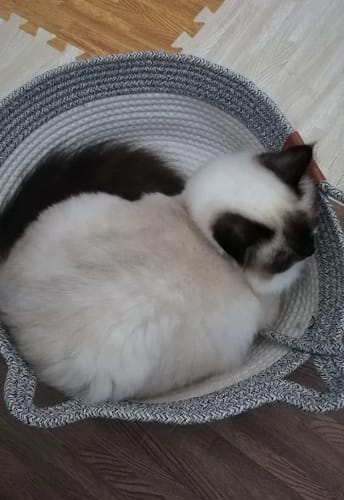 Customer photo review of Instinct Basket | Nature's Safe Space Where Cats Choose to Calm