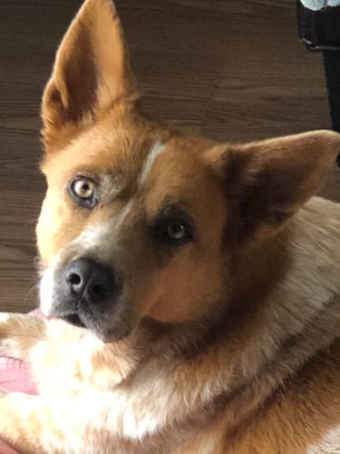 Customer photo review of ProDenta