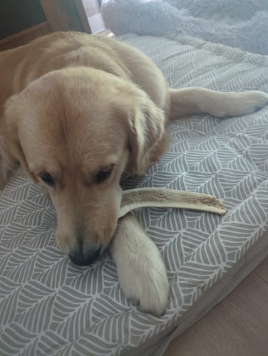 Customer photo review of Bois de cerf tranché - Mastication Douce pour Chiens