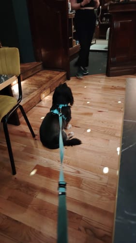 Customer photo review of Tesla City Harness
