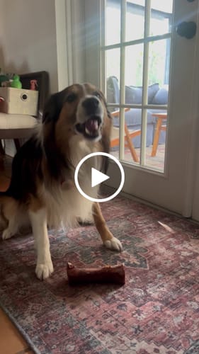 Customer video review of Large Dog Black Friday Bundle II (4x 5oz Jerky Bags + 4x LARGE Smoked Marrow Bones)