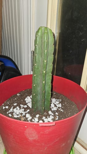 Customer photo review of Trichocereus Pachanoi | Non-PC San Pedro Cactus