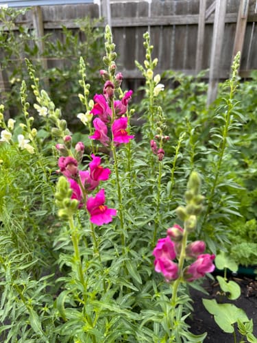 Customer photo review of Tall Maximum Blend Snapdragon Seeds