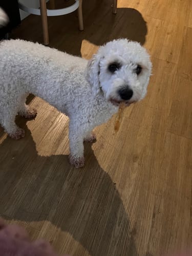 Customer photo review of Aussie Beef Tendons (Large Dogs)