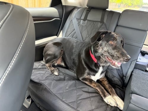 Customer photo review of Rear Seat Cover for Fold Down Seats - No Hammock - Regular