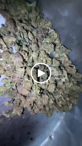 Customer video review of Indoor Smalls