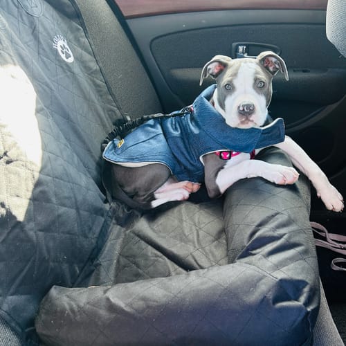 Customer photo review of Car Seat Cover