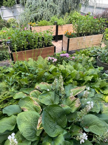 Customer photo review of 18" x 60" Raised Garden Bed - 30" TALL