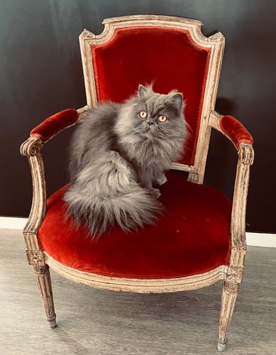 Avis photo d'un client sur Croquettes Chat Stérilisé Sans Céréales - Saumon