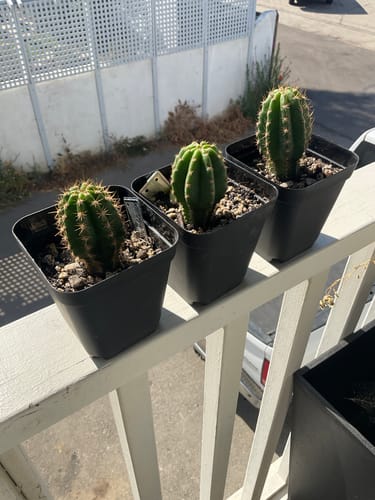 Customer photo review of Trichocereus Zelly | Zelly Flowering Hybrids