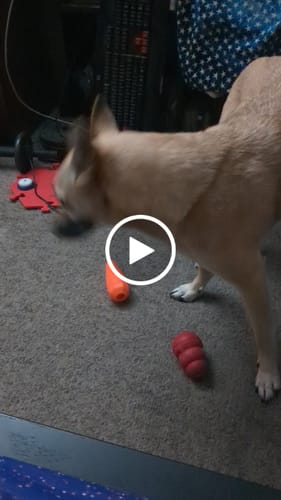 Customer video review of Treat Holding Fruits and Veggies