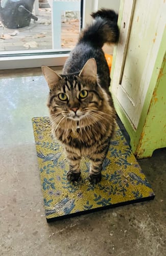Customer photo review of Little Birds - Luxury Cat Scratching Board