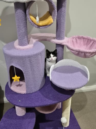 Customer photo review of Fantasy Series Climbing Frame Cat Tree - Dreamland (Height 165cm)