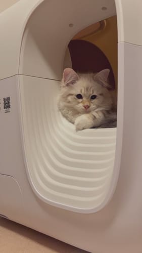 Customer photo review of 全自動猫トイレ