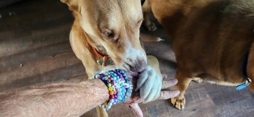 Karen W. review of STRĀ Dog Beaded Bracelet image 1 out of 1