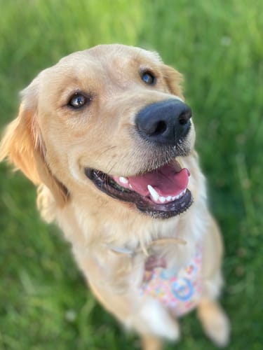 Amanda review of Tough Trails™ Harness - Summer Vacay image 1 out of 1