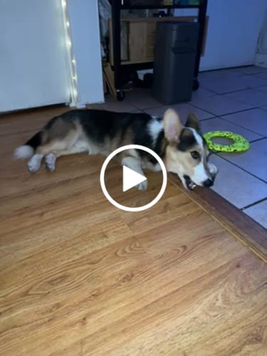 Customer video review of Medium Dog Black Friday Bundle II (4x 5oz Jerky Bags + 6x MED Smoked Marrow Bones)