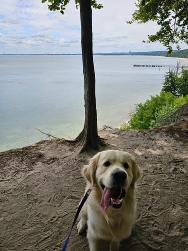 Customer photo review of Smycz Antypoślizgowa - Antislip Leash Niebieska