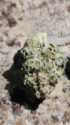 Customer photo review of Papaya Punch - Light Assist Greenhouse THCA (Full Size)
