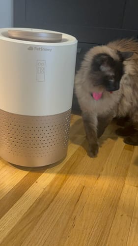 Customer photo review of Pet Air Purifier