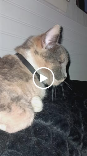 Customer video review of FurLife™ 8 Months Flea and Tick Free