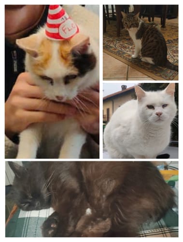 Customer photo review of Crocchette gatto formula Pollo e Mirtilli