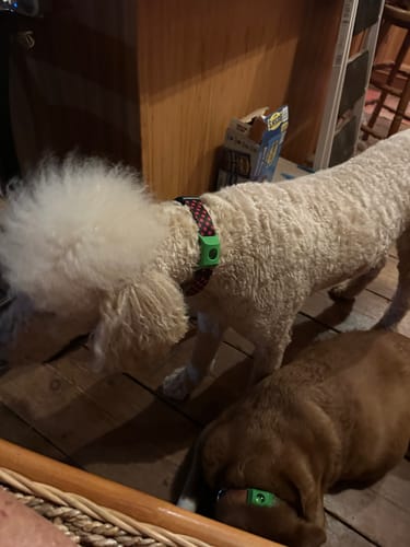 Customer photo review of FurLife™ 12 Months Flea and Tick Free