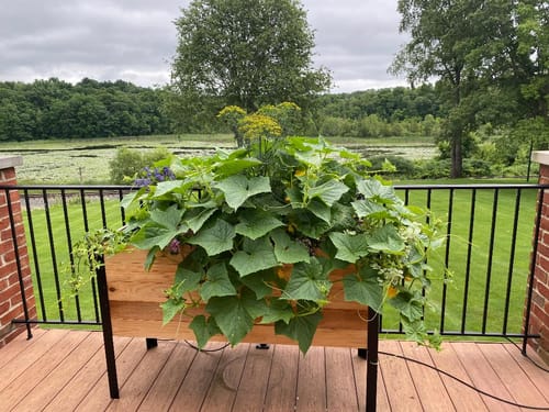 Customer photo review of 18" x 48" Raised Garden Bed - 30" TALL