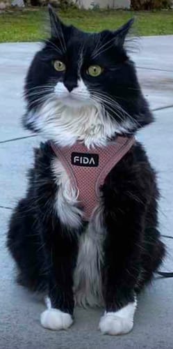 Customer photo review of FIDA Cat Harness and Leash Set for Walking Kitten and Puppy