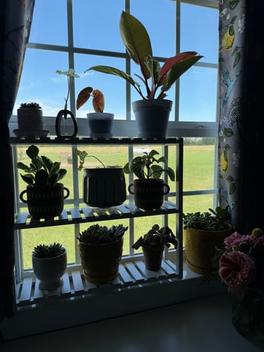 Customer photo review of Plant Food