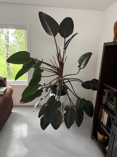 Customer photo review of Plant Food